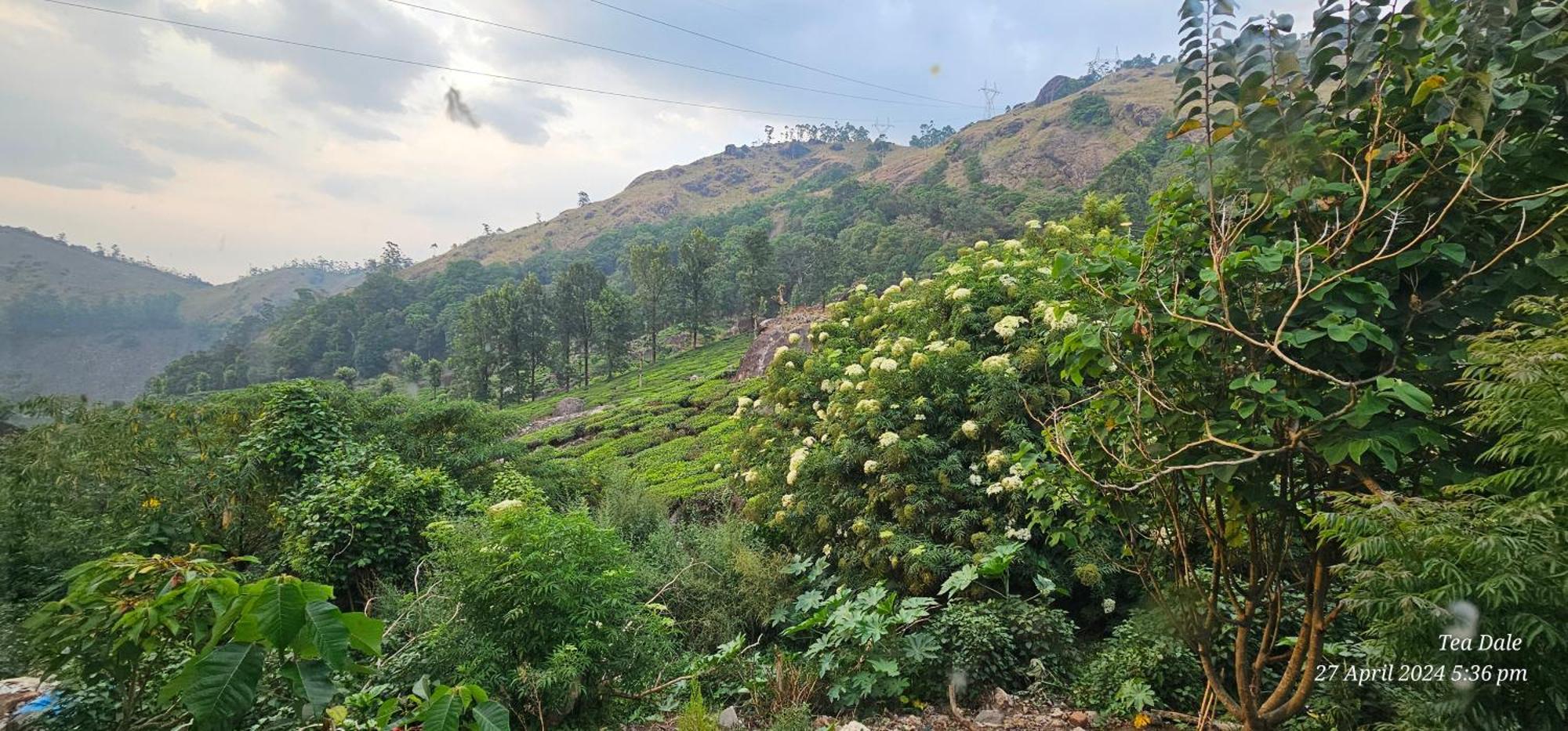 Tea Dale - All Rooms With Tea Estate View Munnar Exteriér fotografie