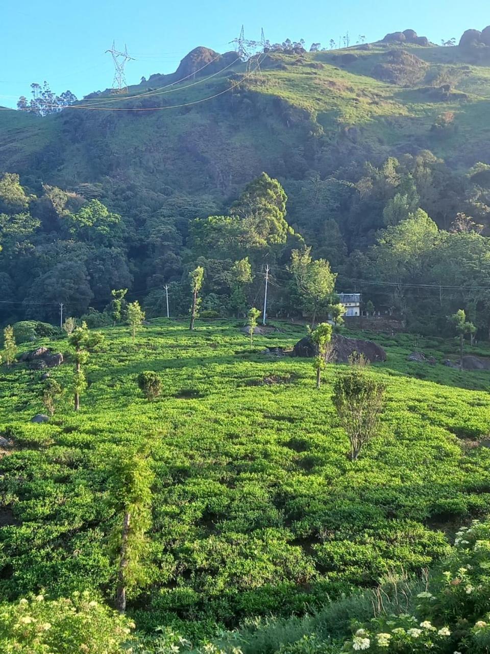 Tea Dale - All Rooms With Tea Estate View Munnar Pokoj fotografie